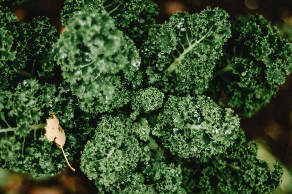 Bunch of leafy green kale.
